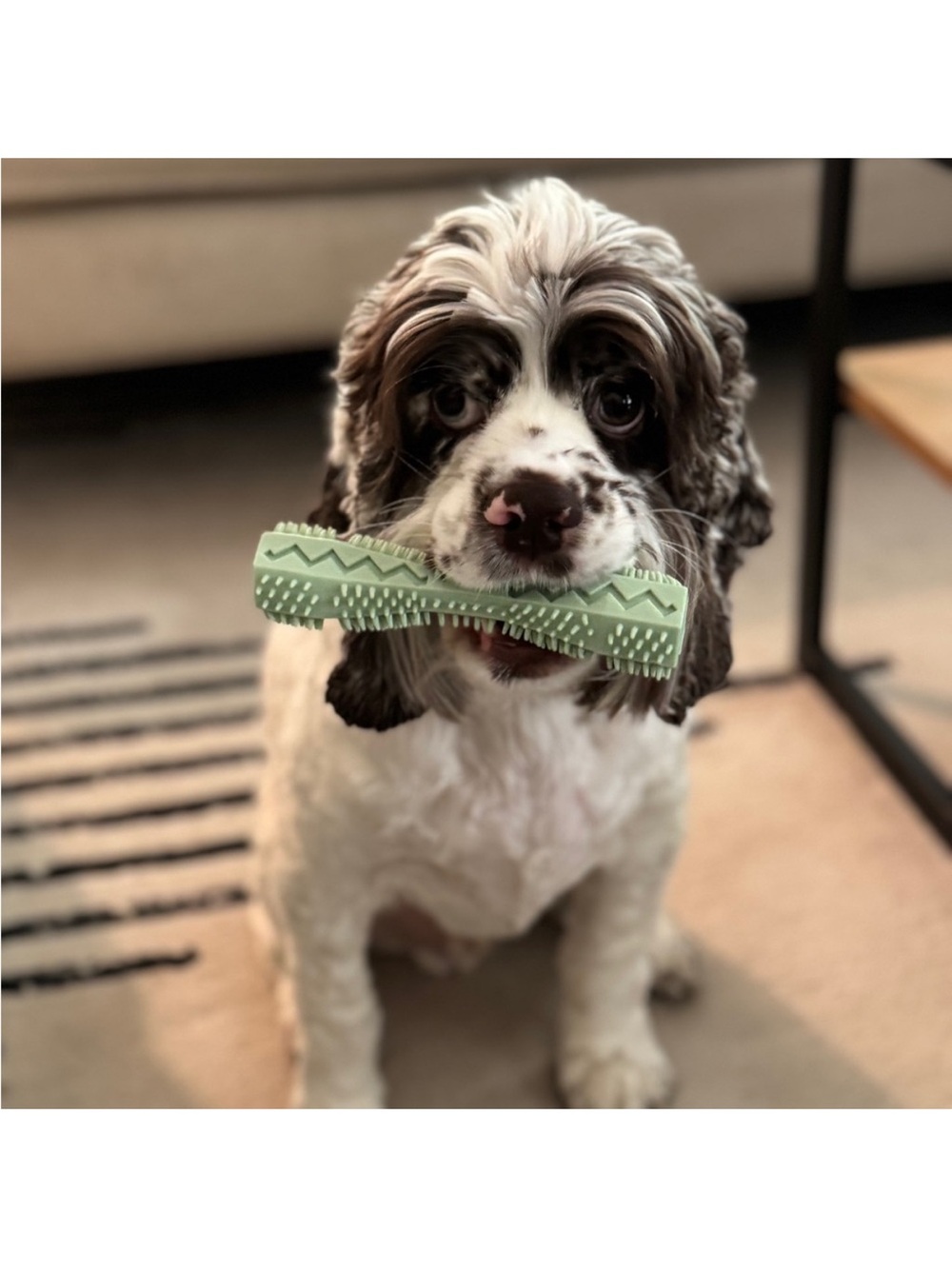 CHECK OUT ALL MY PET APPROVED TOYS, FEEDERS, TRAINING BUNDLES AND MORE 🐶🐱 - Picture 11 of 13
